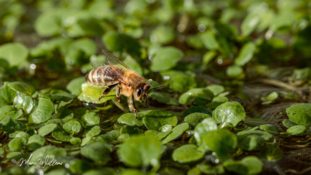 Bijen komen drinken in de waterbak met waterkers