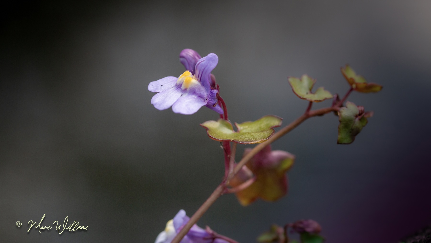 Cymbalaria muralis
