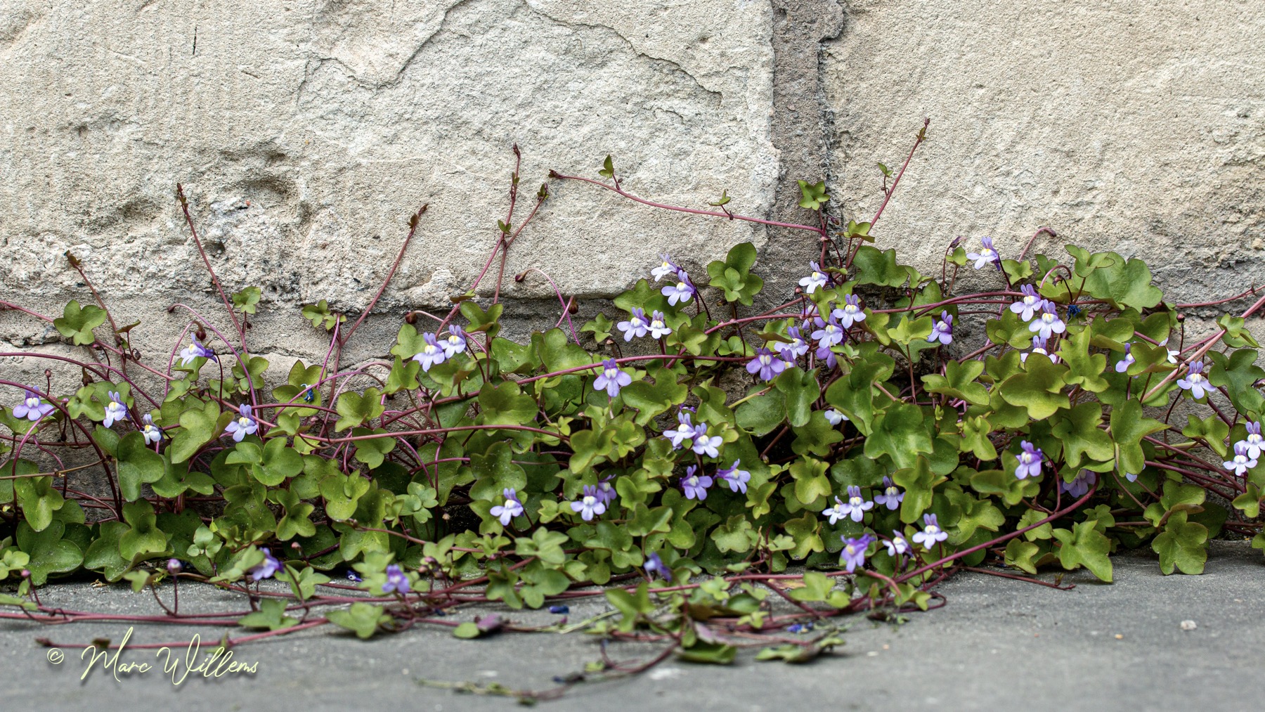 Muurleeuwenbek – Cymbalaria muralis