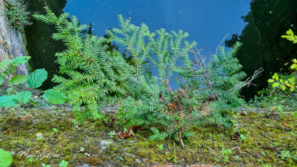 Taxus, Venijnboom