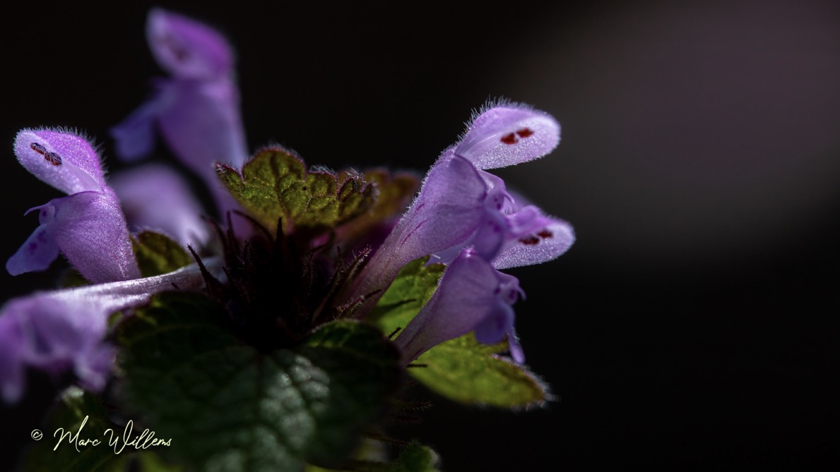 Tips bij plantenfotografie