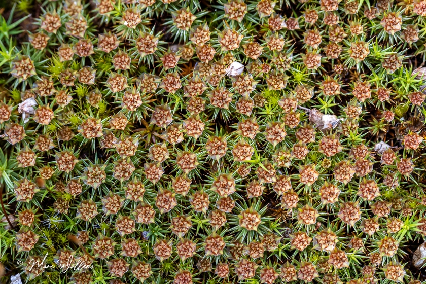 Echt zandhaarmos (Polytrichum juniperinum) 