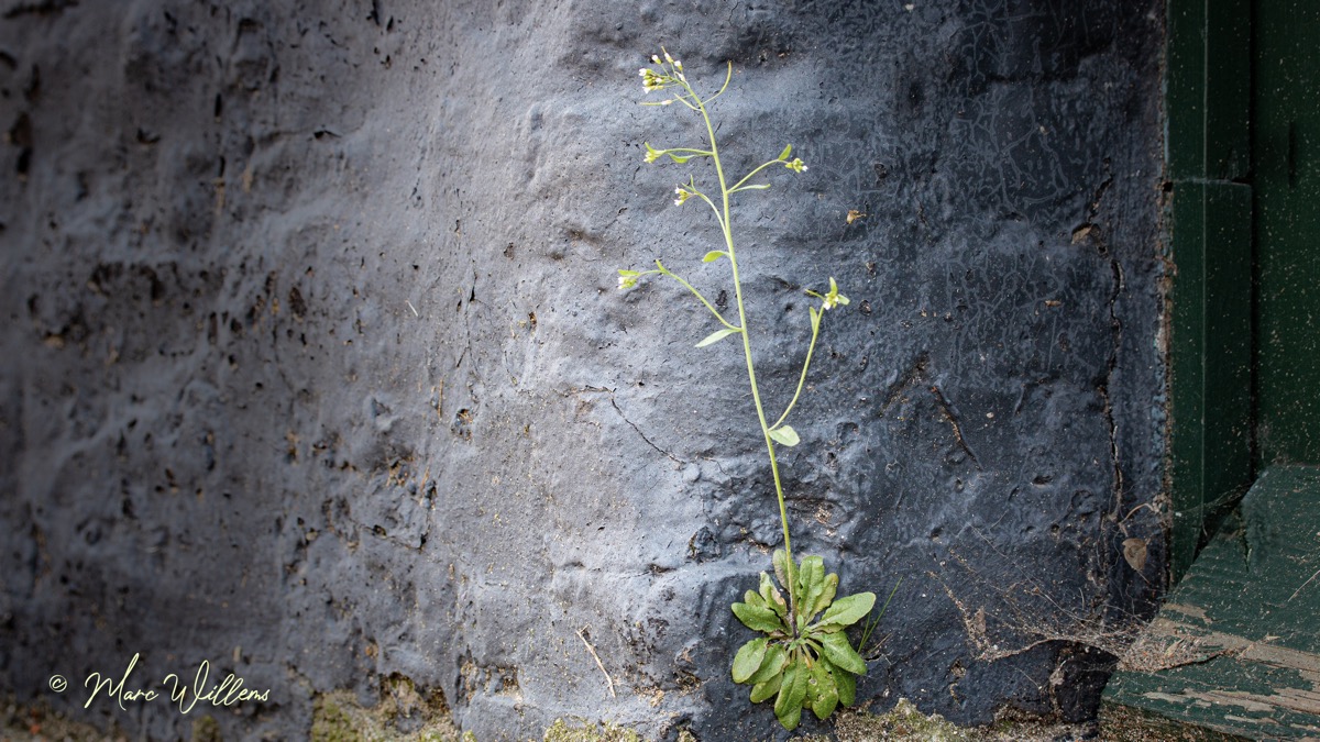 Zandraket – Arabidopsis thaliana