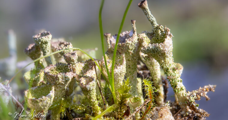 Bruin bekermos – Cladonia grayi
