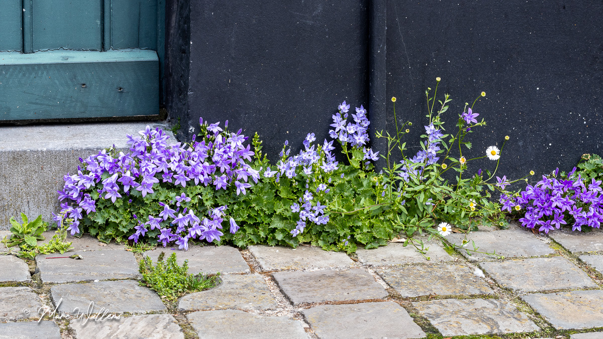 Dalmatiëklokje (Campanula portenschlagiana)