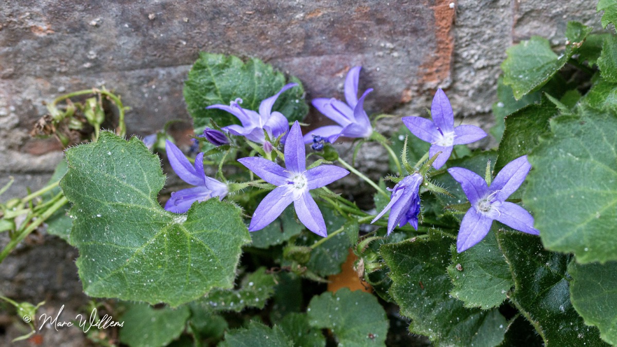 Kruipklokje - Campanula poscharskyana