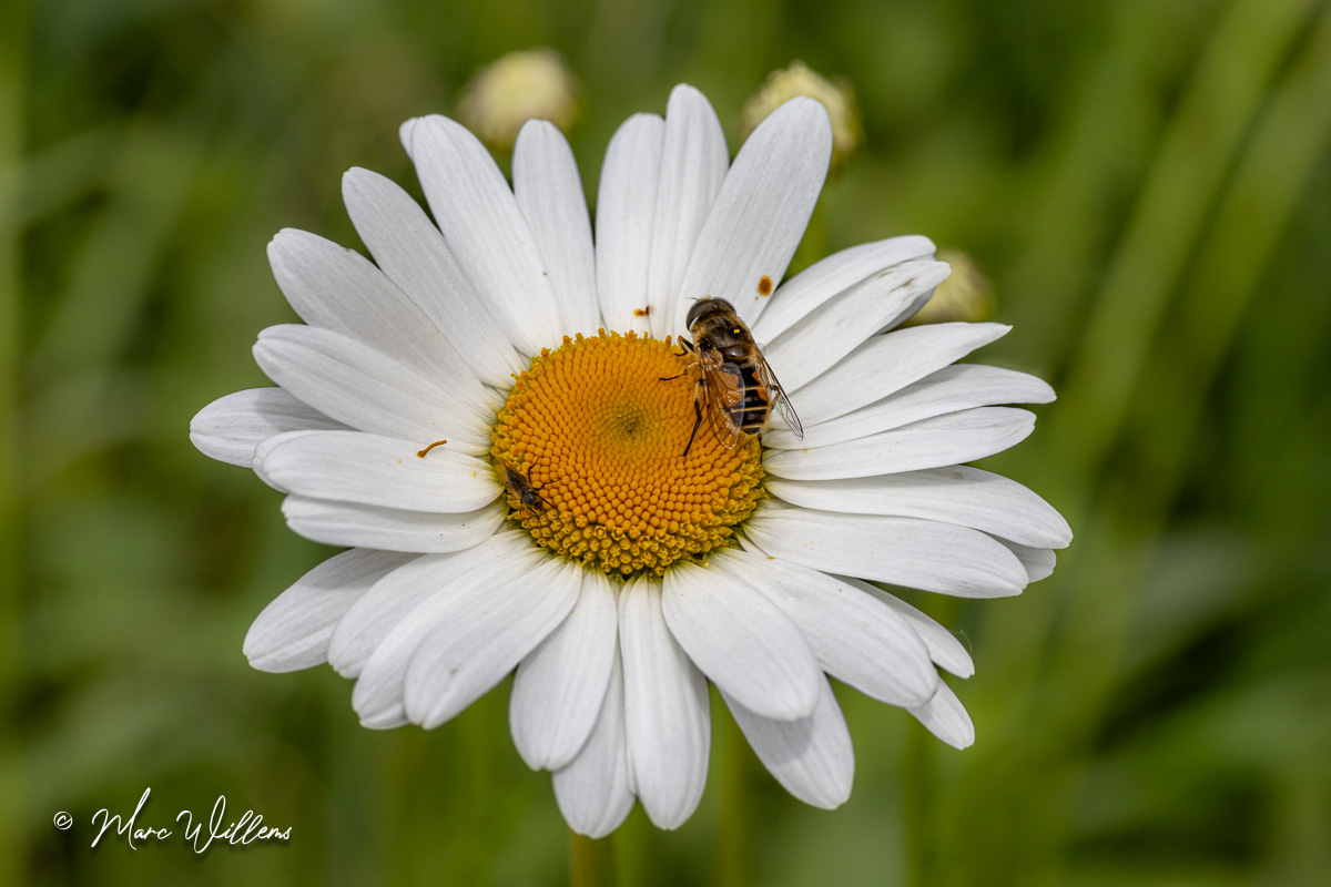 Margriet