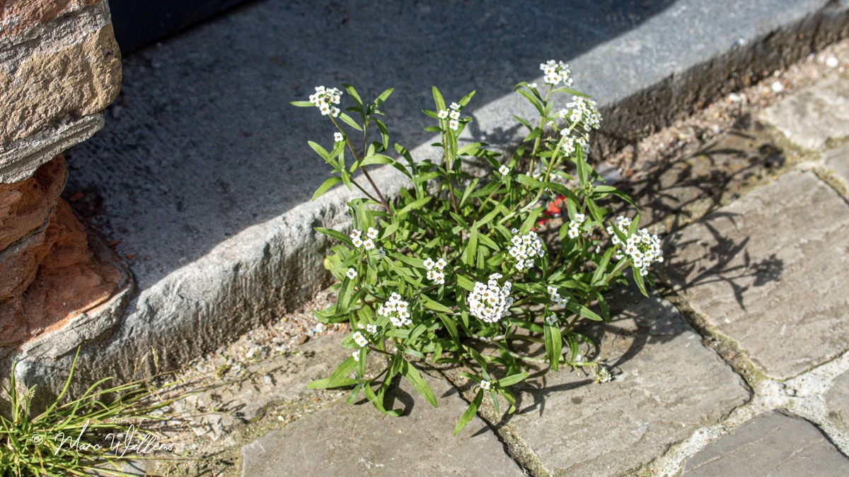 Zilverschildzaad (Lobularia maritima)