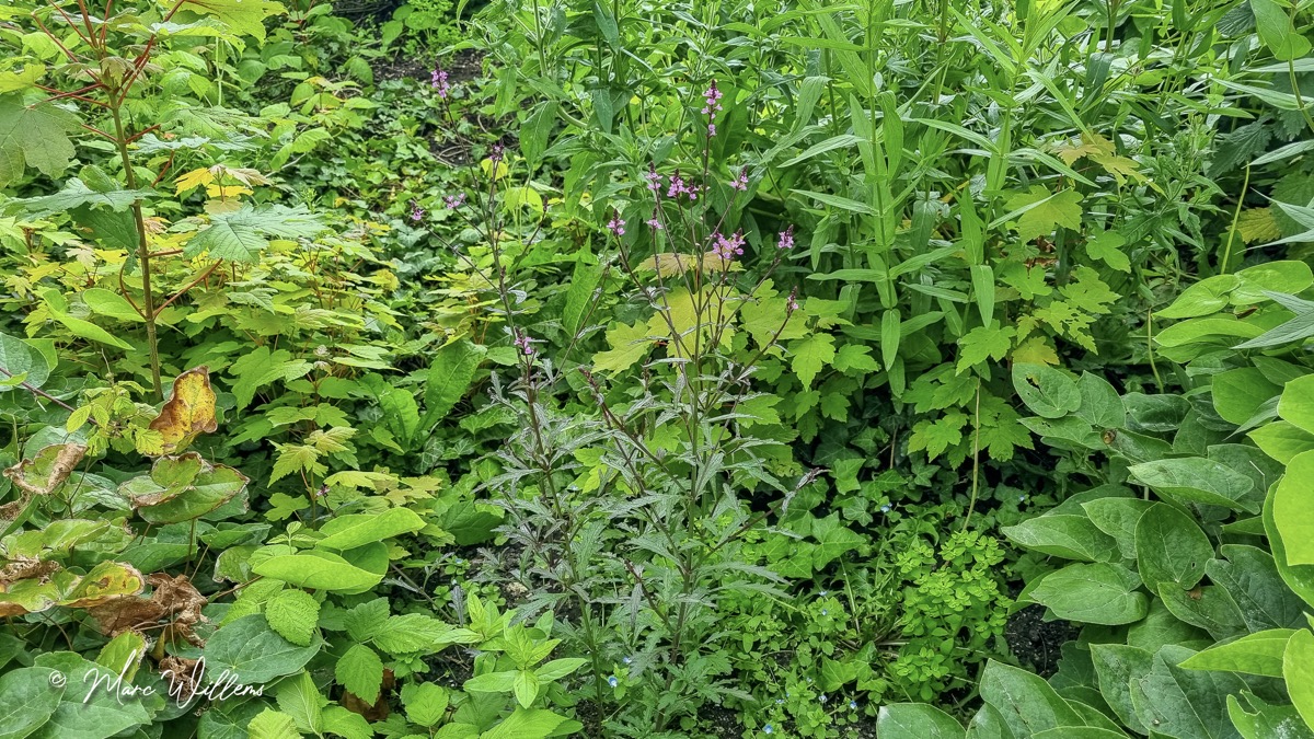 IJzerhard (Verbena officinalis)
