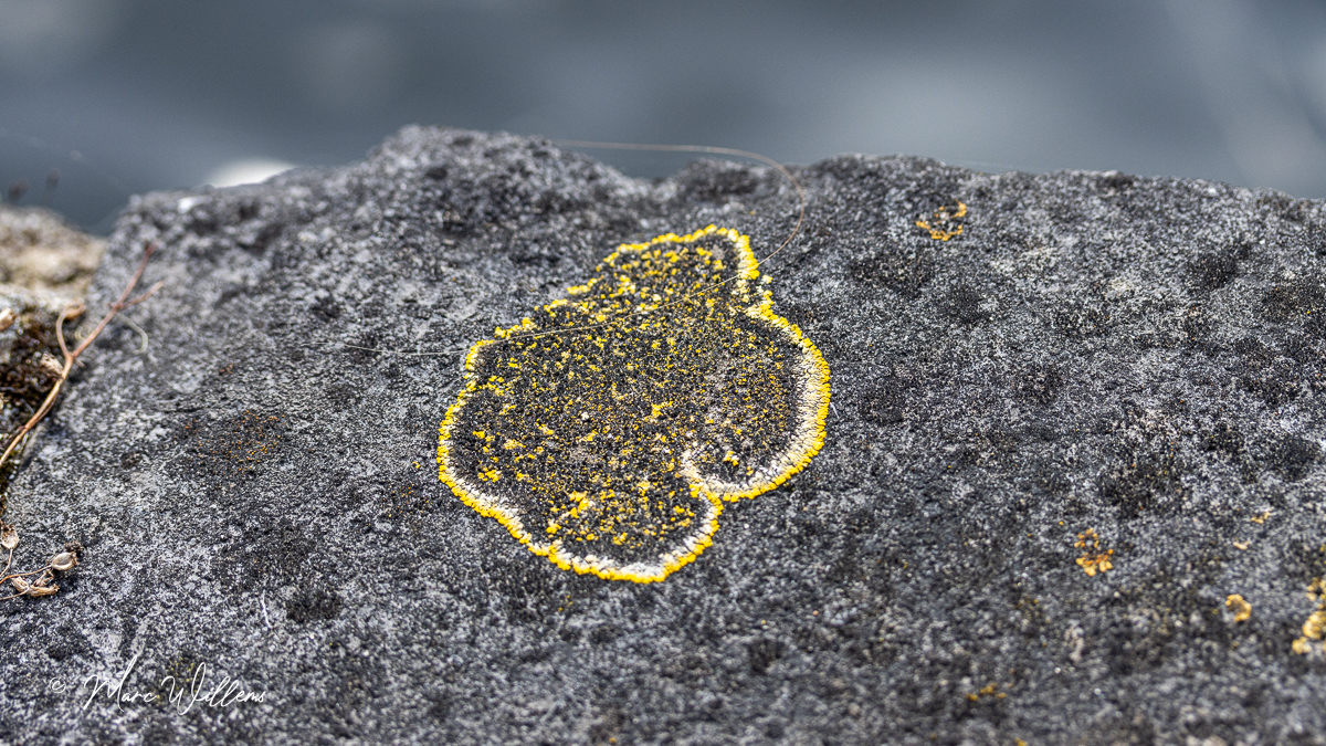 Gelobde geelkorst (Candelariella medians)