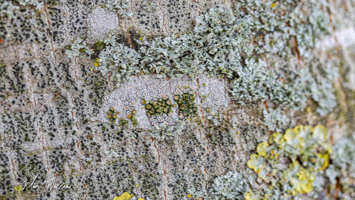 Witte schotelkorst (Lecanora chlarotera)