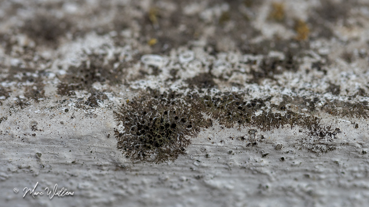 Donkerbruine schotelkorst (Rinodina oleae)
