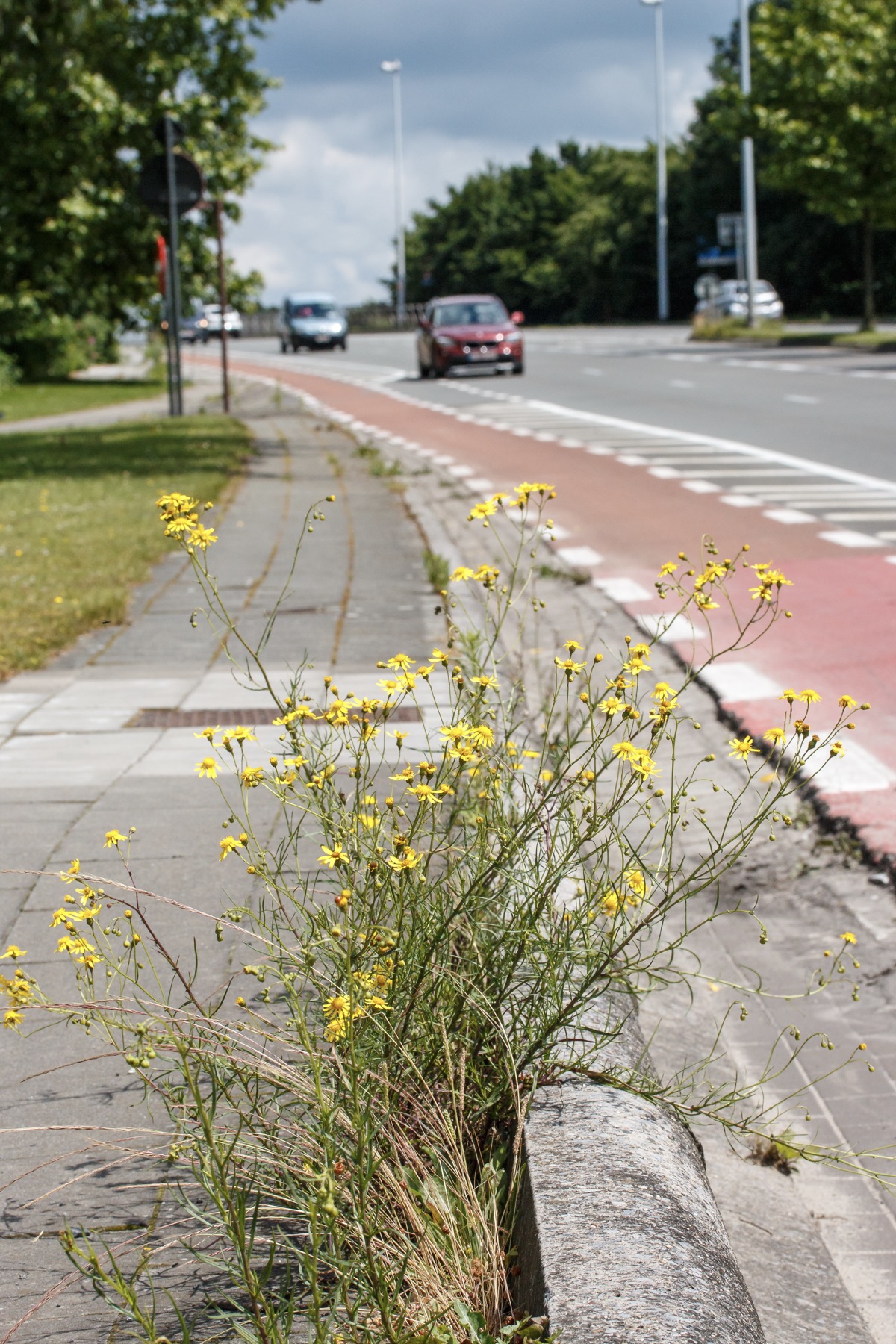 Bezemkruiskruid