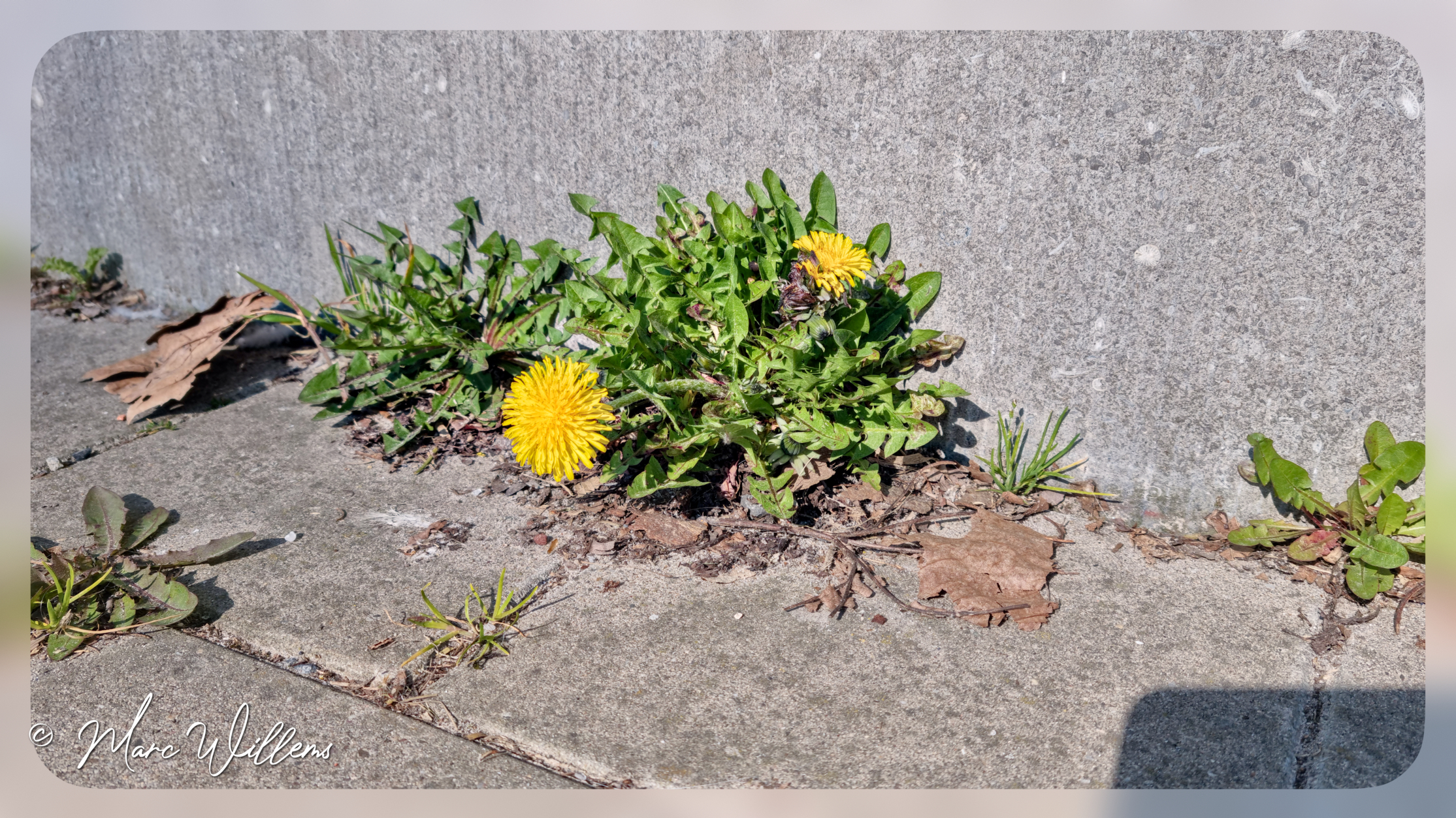 Paardenbloem