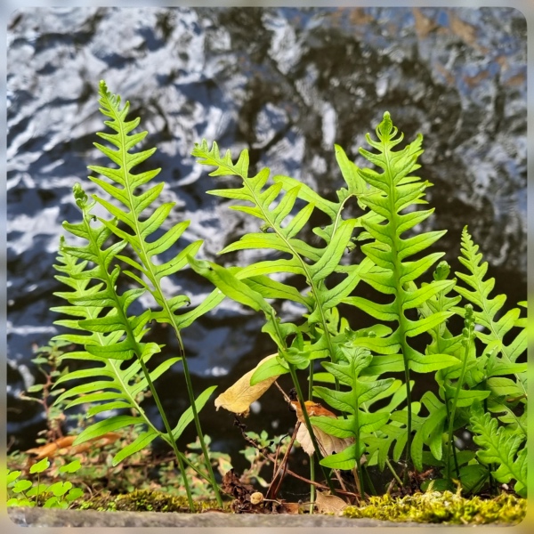 Eikvaren (Polypodium vulgare)