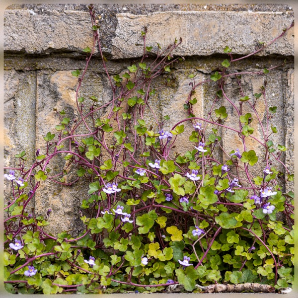 Muurleeuwenbek (Cymbalaria muralis)